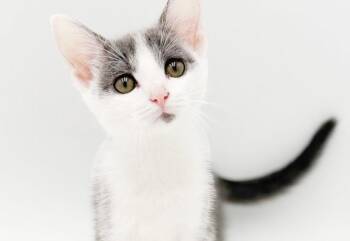 Primary Cosmo is our cosmopolitan princess - even has eyeliner.  -  Turkish Van and Russian Blue Cat for Adoption in Bedford Hills, New York - Primary Cosmo Is Our Cosmopolitan Princess - Even Has Eyeliner.  | PetCurious