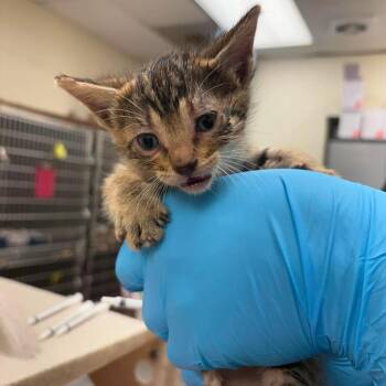 Domestic Short Hair Cats Available for Adoption in Bastrop, Texas - Misty 26-05-121 | PetCurious