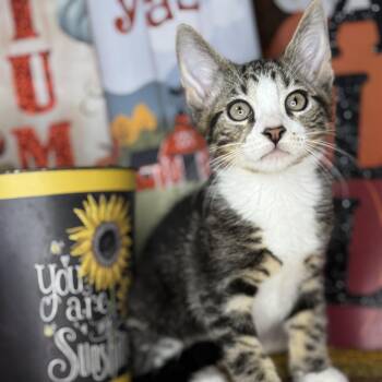 Rescue Bengal and American Wirehair Cats for Adoption in Mount Vernon, Illinois - Tom The Turkey | PetCurious