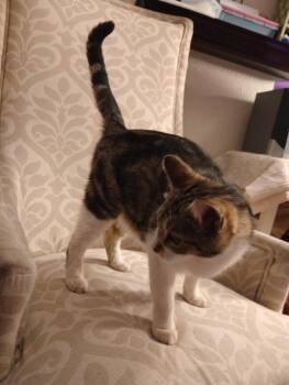 Calico Cats Available for Adoption in San Antonio, Texas - Sweet Girl | PetCurious
