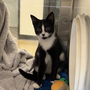 Rescue Domestic Short Hair Cats for Adoption in York, Pennsylvania - Stack | PetCurious