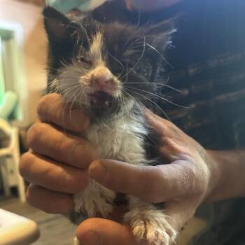 Taquito -  Domestic Medium Hair Cat for Adoption in Veneta, Oregon - Taquito | PetCurious