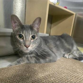 Sonic -  Tabby and Domestic Short Hair Cat for Adoption in Warr Acres, Oklahoma - Sonic | PetCurious