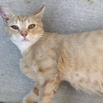 Holiday -  Domestic Short Hair Cat for Adoption in Asheville, North Carolina - Holiday | PetCurious