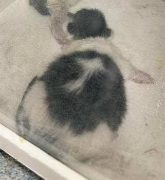 Domestic Short Hair Cats Available for Adoption in Ontario, California - SILVER BABY 2 - NEEDS A FOSTER | PetCurious