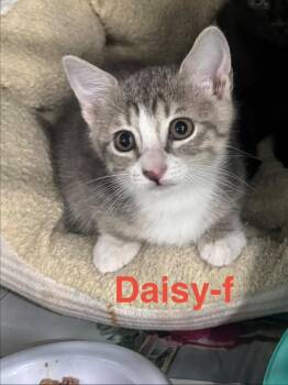Tabby and Domestic Short Hair Cats Available for Adoption in Brookhaven, Mississippi - Daisy 26 | PetCurious