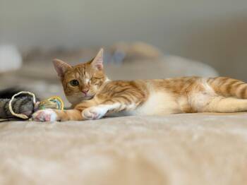 Gaia26 -  Domestic Short Hair Cat Available for Adoption in Youngsville, North Carolina - Gaia26 | PetCurious