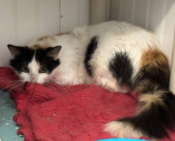 Rescue Domestic Long Hair Cats for Adoption in Washington, North Carolina - Daisy | PetCurious