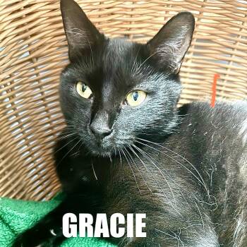 Domestic Short Hair Cats Available for Adoption - Gracie | PetCurious