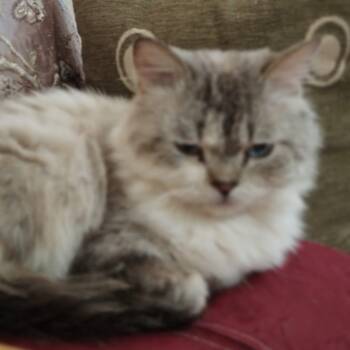 Ragdoll and British Shorthair Cats Available for Adoption - Soltan | PetCurious