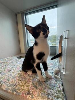 FRECKLES -  Domestic Short Hair Cat for Adoption in Leesburg, Virginia - FRECKLES | PetCurious
