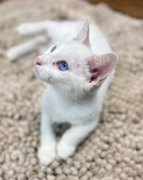 Hilo -  Siamese Cat for Adoption in Los Angeles, California - Hilo | PetCurious