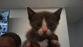 A1264340 -  Domestic Short Hair Cat for Adoption in Charlotte, North Carolina - A1264340 | PetCurious