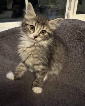 Juni -  Domestic Long Hair Cat Available for Adoption in Ephrata, Washington - Juni | PetCurious