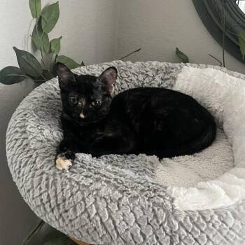 Bonfire -  Domestic Short Hair Cat for Adoption in Houston, Texas - Bonfire | PetCurious