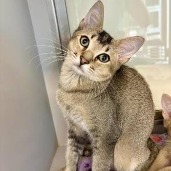 Rei #2268 -  Domestic Short Hair Cat for Adoption in Buffalo, New York - Rei #2268 | PetCurious