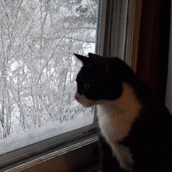Domestic Short Hair Cats Available for Adoption in Newark, New Jersey - Midnight | PetCurious