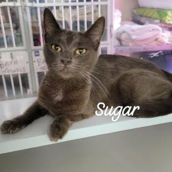 Sugar -  Domestic Short Hair Cat for Adoption in Buchanan Dam, Texas - Sugar | PetCurious