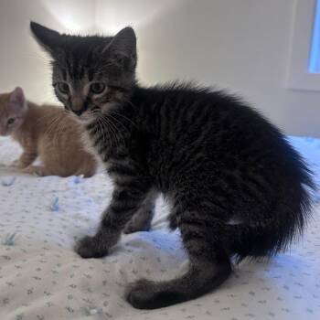 T-Bone Theobald -  Domestic Short Hair Cat for Adoption in Eagle Mountain, Utah - T-Bone Theobald | PetCurious