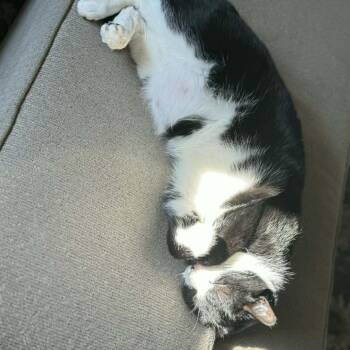 Domestic Short Hair Cats Available for Adoption - Otis | PetCurious