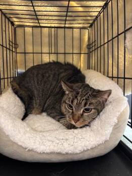 Domestic Short Hair Cats Available for Adoption - PENELOPE | PetCurious