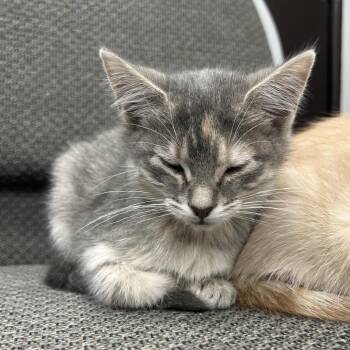 Lilac -  Domestic Short Hair Cat for Adoption in St. Louis, Missouri - Lilac | PetCurious