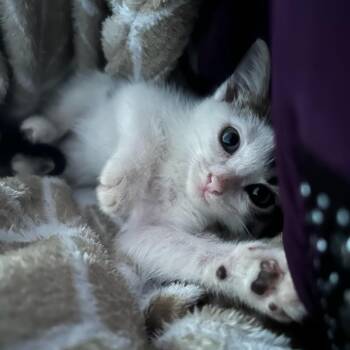 Blade -  Domestic Short Hair Cat for Adoption in Houston, Texas - Blade | PetCurious