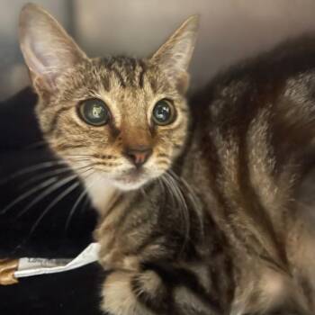 Miriam -  Domestic Short Hair Cat for Adoption in Valley, Alabama - Miriam | PetCurious