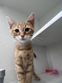 Gio -  Domestic Short Hair Cat for Adoption in Hazlet, New Jersey - Gio | PetCurious