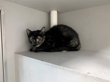VENUS -  Domestic Short Hair Cat for Adoption in Rowlett, Texas - VENUS | PetCurious