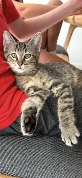 Cove -  Domestic Short Hair Cat for Adoption in Lee