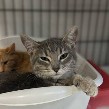 Rescue Domestic Short Hair Cats for Adoption in Davenport, Iowa - Olly Olly Oxen Free | PetCurious