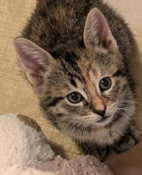 Torbie and Domestic Short Hair Cats Available for Adoption in Red Bluff, California - *Clover | PetCurious