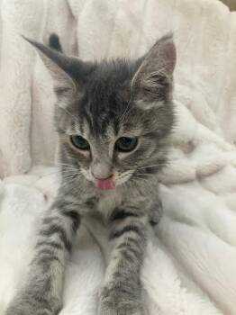 Velcro -  Domestic Short Hair Cat for Adoption in Logan, Utah - Velcro | PetCurious