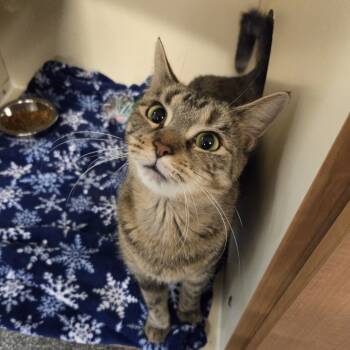 Rescue Domestic Short Hair Cats for Adoption in Oak Brook, Illinois - Olive | PetCurious