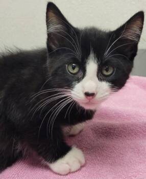 Puffin -  Domestic Short Hair Cat for Adoption in Eugene, Oregon - Puffin | PetCurious