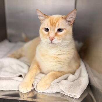 Giuseppe -  Domestic Short Hair Cat for Adoption in Spokane, Washington - Giuseppe | PetCurious