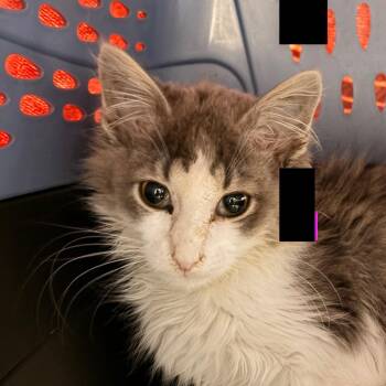 Chaos -  Domestic Long Hair Cat for Adoption in Walker, Michigan - Chaos | PetCurious