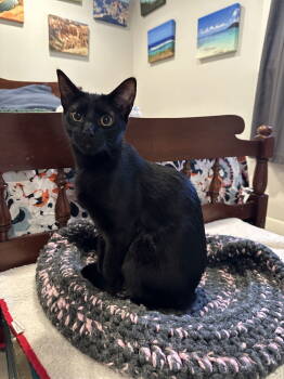 Rescue Domestic Short Hair Cats for Adoption in Alexandria, Virginia - Chuckie - KITTEN In Foster | PetCurious