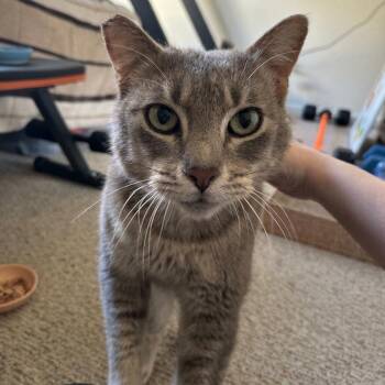 Domestic Short Hair Cats Available for Adoption - Ripley | PetCurious