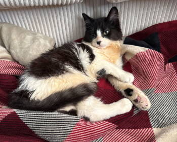 Rescue Domestic Medium Hair Cats for Adoption in Hillsboro, Oregon - STUMBLE - Offered By Owner - Special Needs | PetCurious