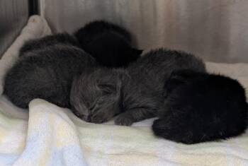 Domestic Short Hair Cats Available for Adoption in Kemp, Texas - Juno | PetCurious