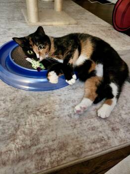Calico and Domestic Long Hair Cats Available for Adoption - Callie | PetCurious