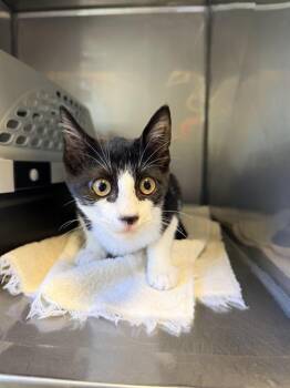 BIANCA* -  Domestic Short Hair Cat for Adoption in Santa Cruz, California - BIANCA* | PetCurious