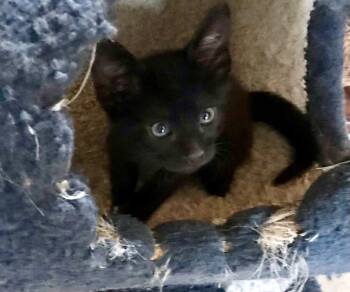 Morgan -  Domestic Short Hair Cat for Adoption in San Antonio, Texas - Morgan | PetCurious