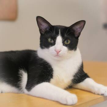 Domestic Short Hair Cats Available for Adoption in St. Augustine, Florida - Napoli | PetCurious