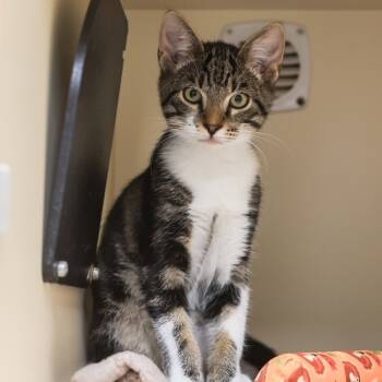 Rescue Domestic Short Hair Cats for Adoption in Los Angeles, California - Bill | PetCurious