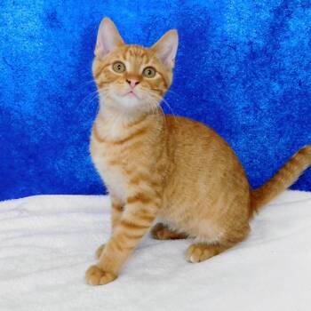 Ryder -  Domestic Short Hair Cat for Adoption in Canton, Illinois - Ryder | PetCurious