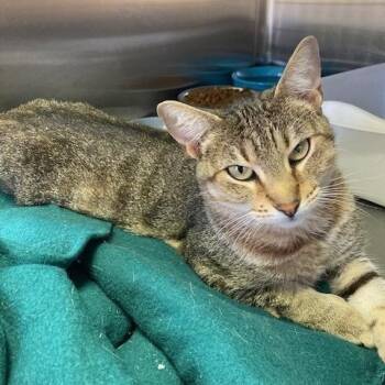 Seven -  Domestic Short Hair Cat for Adoption in Kankakee, Illinois - Seven | PetCurious