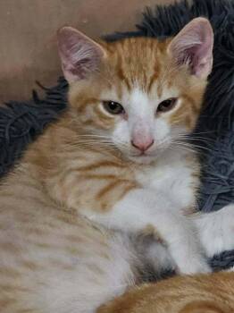 Scratch Go. -  Domestic Short Hair Cat for Adoption in West Peoria, Illinois - Scratch Go. | PetCurious